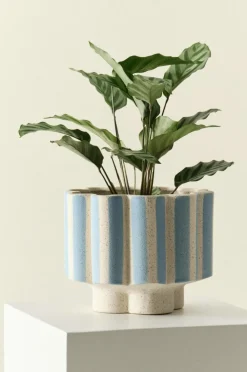 Jotex Ruukut^SIGFRID STRIPE Ruukku