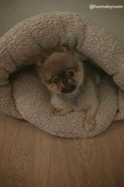 Jotex Koiran Peti/Kissan Peti^TEDDY Koiran Peti/kissan Peti
