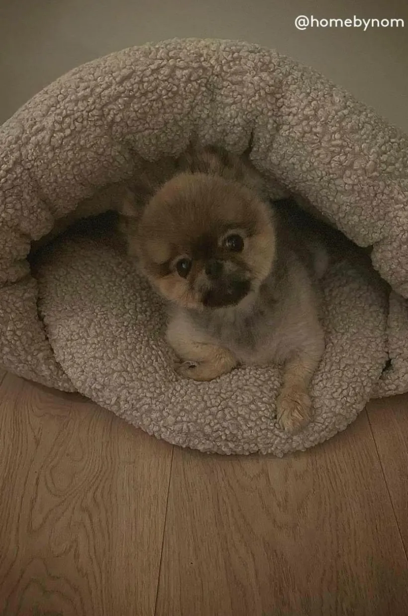 Jotex Koiran Peti/Kissan Peti^TEDDY Koiran Peti/kissan Peti