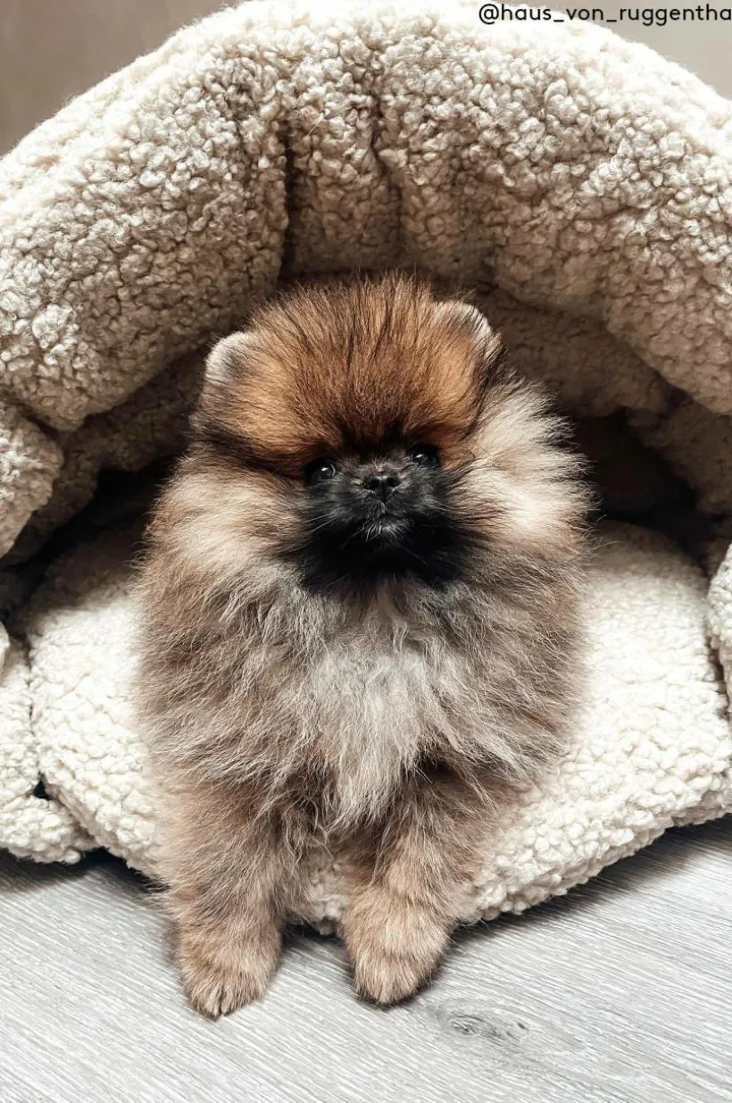 Jotex Koiran Peti/Kissan Peti^TEDDY Koiran Peti/kissan Peti